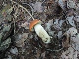 Leccinum albostipitatum image