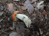 Leccinum albostipitatum image