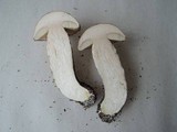 Leccinum albostipitatum image