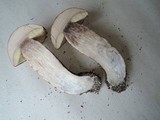 Leccinum albostipitatum image