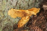 Gymnopilus viridans image