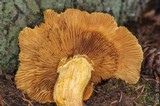 Gymnopilus viridans image