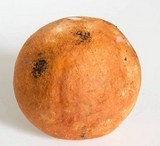 Leccinum albostipitatum image