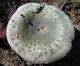 Russula parvovirescens image
