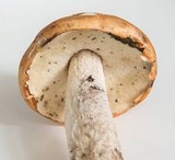 Leccinum albostipitatum image