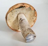 Leccinum albostipitatum image