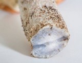 Leccinum albostipitatum image