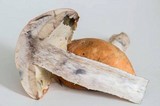 Leccinum albostipitatum image