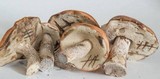 Leccinum albostipitatum image