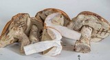 Leccinum albostipitatum image