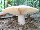 Russula parvovirescens image