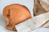 Leccinum albostipitatum image