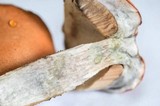 Leccinum albostipitatum image