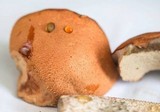 Leccinum albostipitatum image