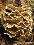Trametes hirsuta image