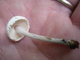 Lepiota subalba image