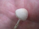 Lepiota subalba image