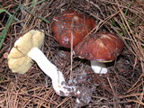 Suillus brevipes image