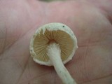 Lepiota subalba image