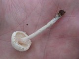 Lepiota subalba image
