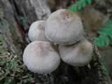 Mycena niveipes image