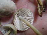 Mycena niveipes image