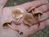 Marasmius lachnophyllus image