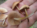 Marasmius lachnophyllus image
