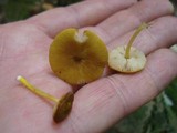Pluteus chrysophlebius image