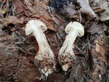 Cortinarius armillatus image
