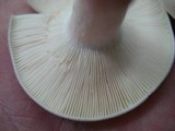 Russula mariae image