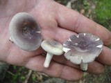 Russula mariae image