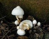Leucocoprinus cepistipes image