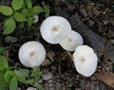 Leucocoprinus cepistipes image