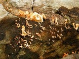 Dacryopinax spathularia image