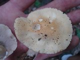 Stropharia hardii image