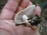 Stropharia hardii image