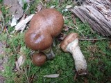 Suillus acidus image