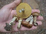 Suillus acidus image