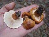Tricholoma aurantium image
