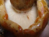 Tricholoma aurantium image