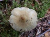 Inocybe rimosa image