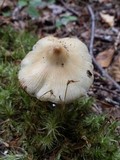 Inocybe rimosa image