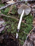 Inocybe rimosa image