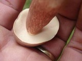 Xanthoconium purpureum image