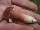 Xanthoconium purpureum image