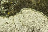 Aspicilia limitata image