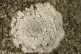 Aspicilia limitata image
