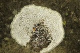 Aspicilia limitata image