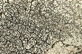 Aspicilia limitata image